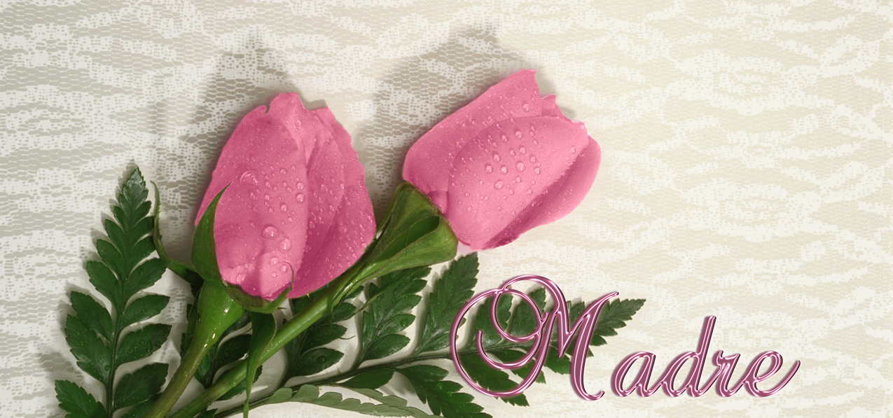 2 Roses Pink Pink Madre